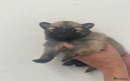 Pomeranian dogs for sale: LAST GIRL READY NOW Pomeranian puppies - Advert 16