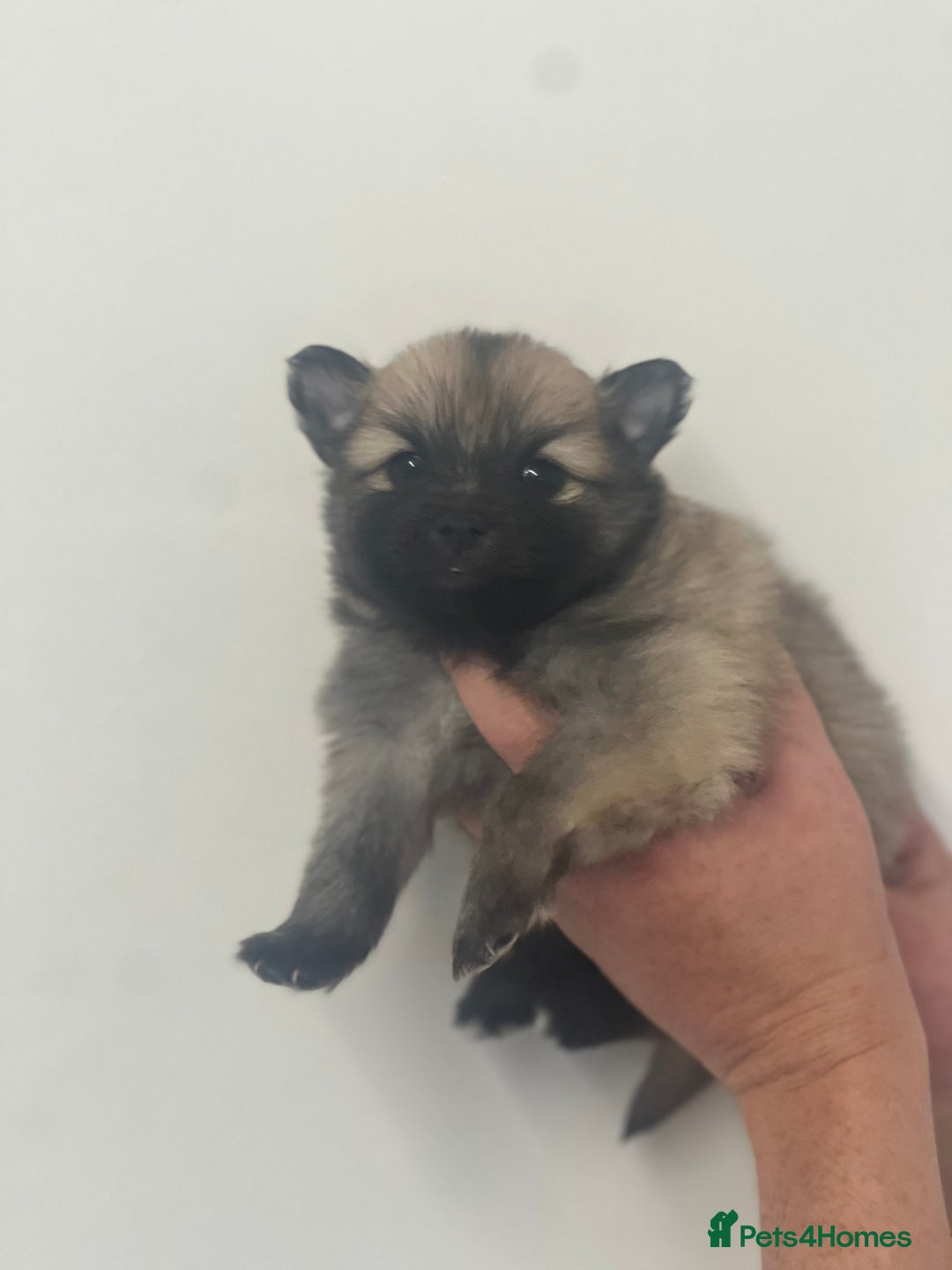 Pomeranian dogs for sale: LAST GIRL READY NOW Pomeranian puppies - Advert 16