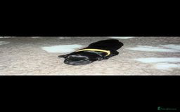 Labrador Retriever dogs for sale: Kc registered Labrador puppies available ⭐️⭐️⭐️⭐️ - Image 14