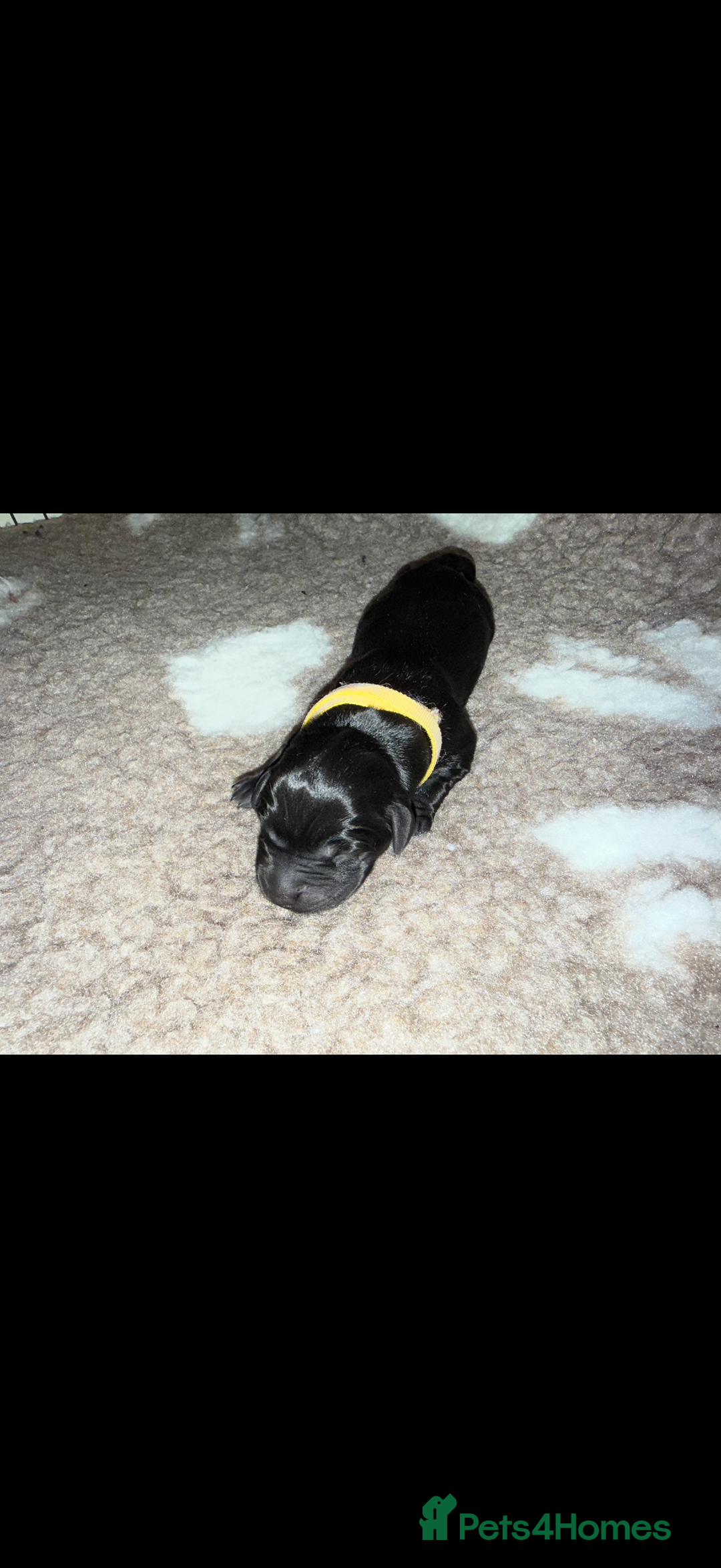 Labrador Retriever dogs for sale: Kc registered Labrador puppies available ⭐️⭐️⭐️⭐️ - Image 14