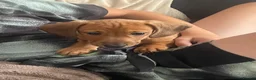 Dachshund dogs for sale: One girl left looking forever home  - Advert 4