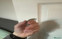 Monitor reptiles for sale: Last baby Red Ackie monitor  - Image 1