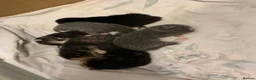 Mixed Breed cats for sale: Beautiful baby kittens 🐱  - Advert 4