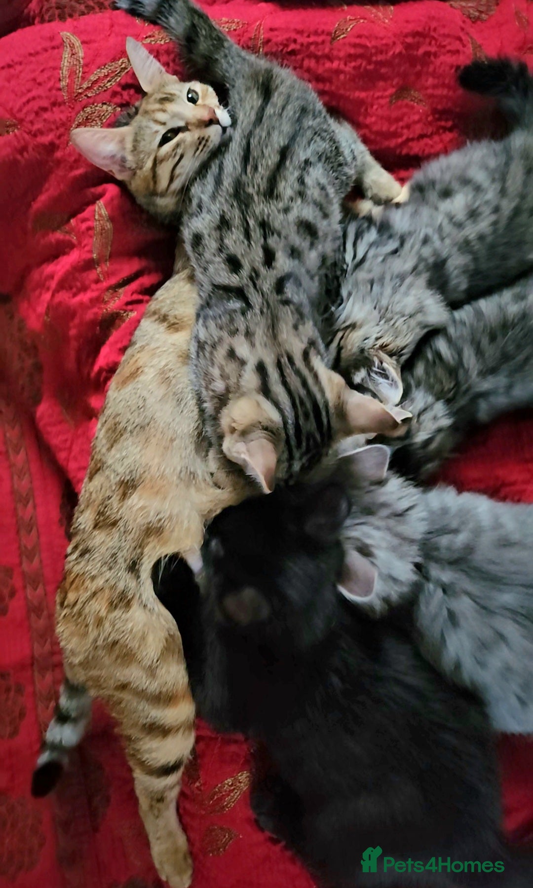 Bengal cats for sale: Elven Bengals - Image 25