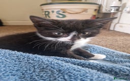 Mixed Breed cats for sale: 2 Beautiful Black & White Kittens - Image 4