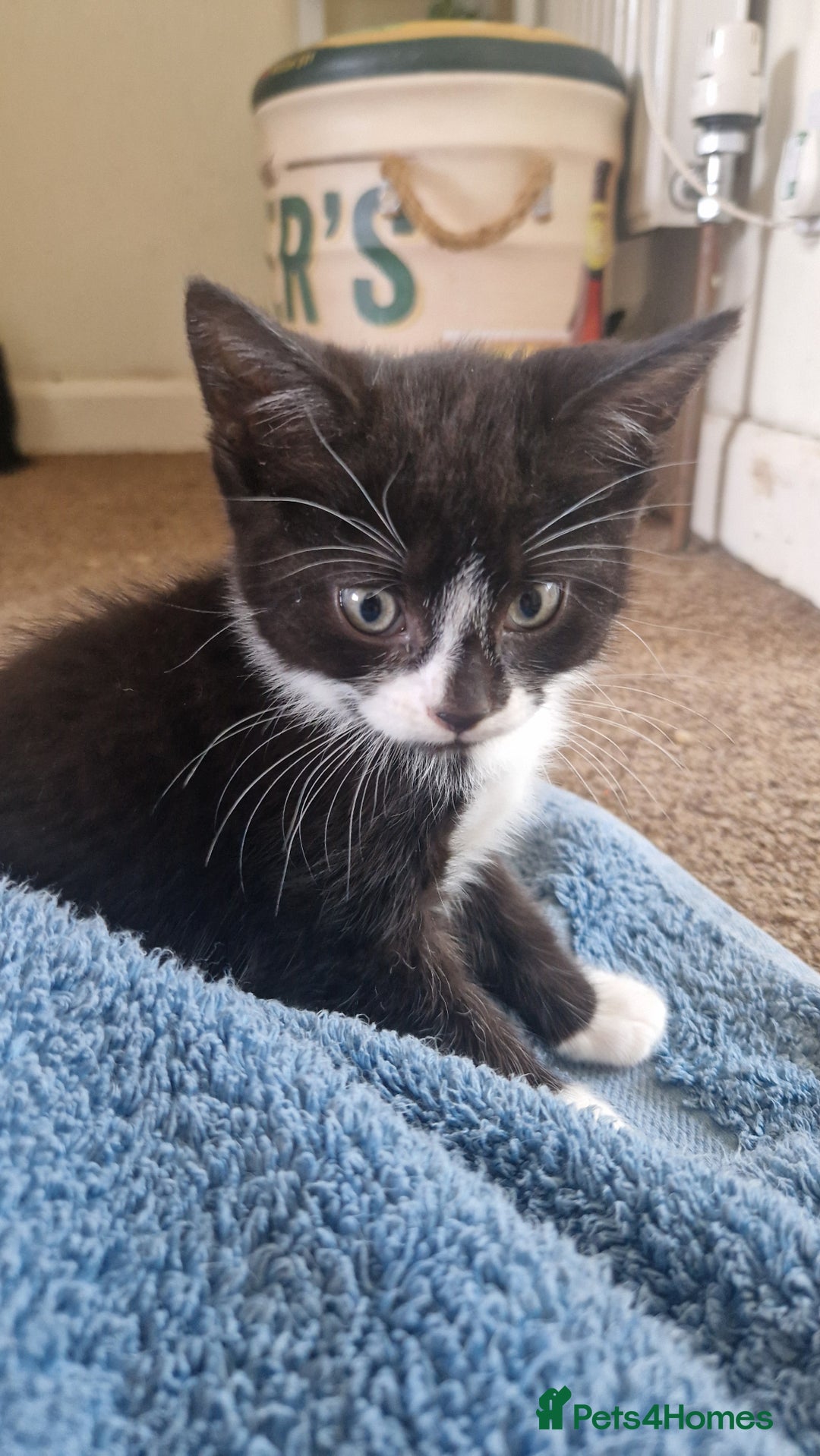 Mixed Breed cats for sale: 2 Beautiful Black & White Kittens - Image 4