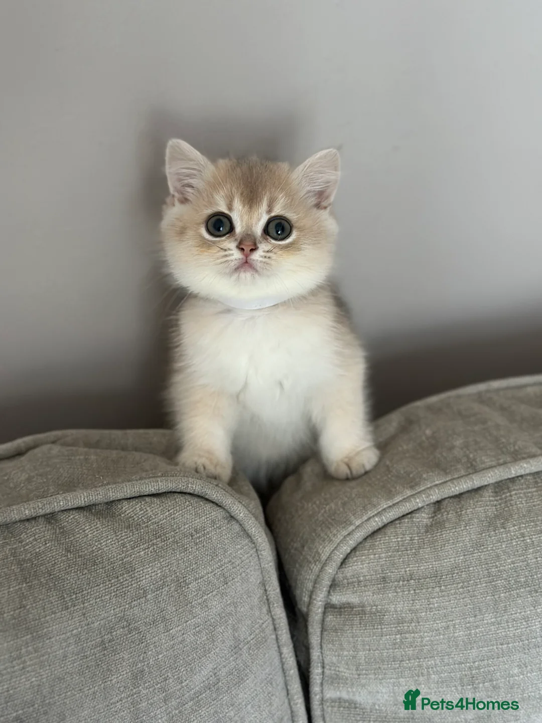 British Shorthair cats for sale: ‼️READY NOW‼️ - Advert 35