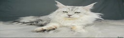 Maine Coon cats for sale: ACTIVE REGISTER QUEEN SHADED LINE - Advert 1