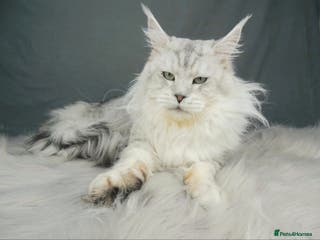 Maine Coon cats ACTIVE REGISTER QUEEN SHADED LINE - Advert 4