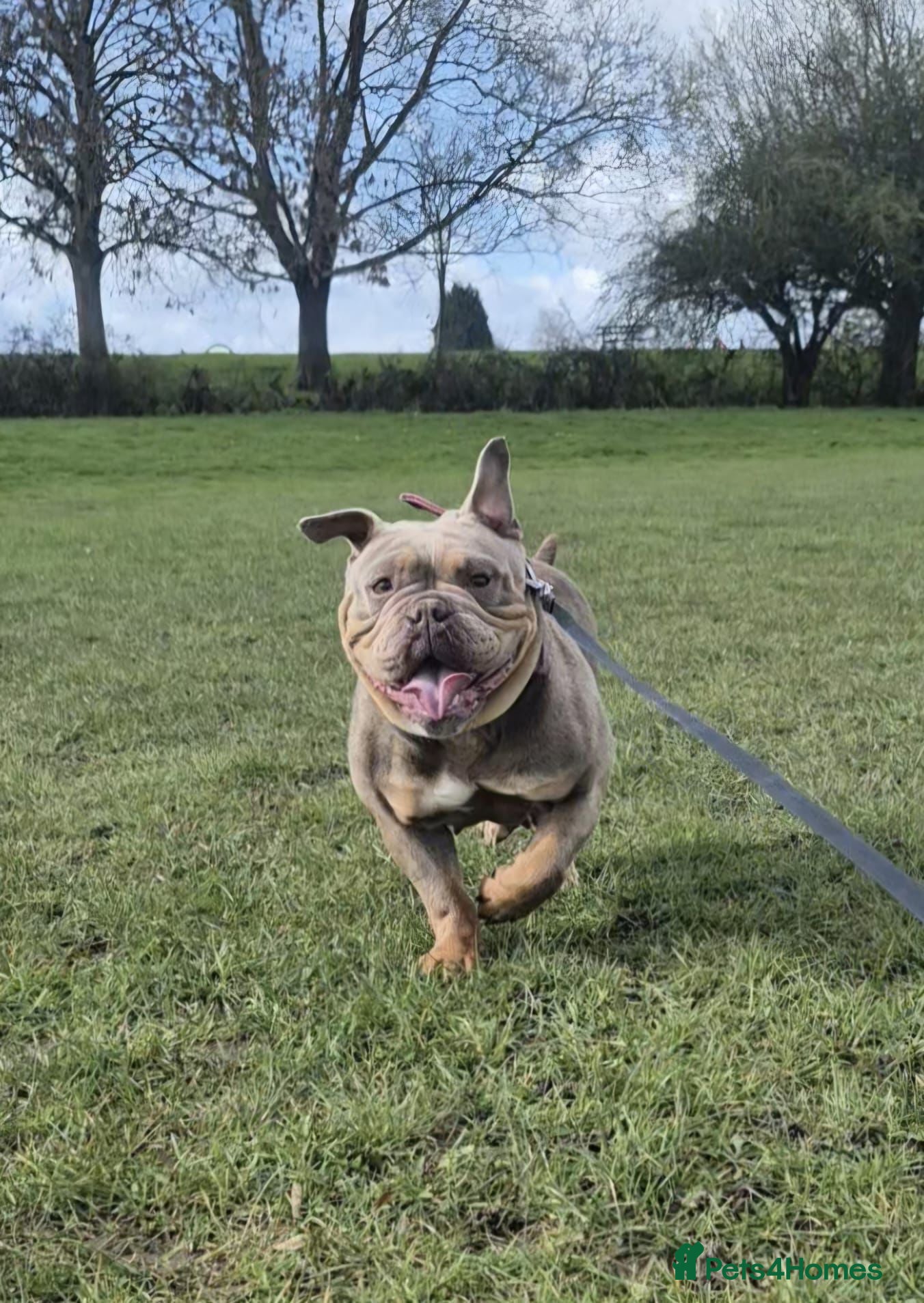 English Bulldog dogs Female English bulldog  - Advert 4