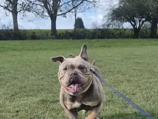 English Bulldog dogs Female English bulldog - Advert 4