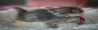 Maine Coon 5