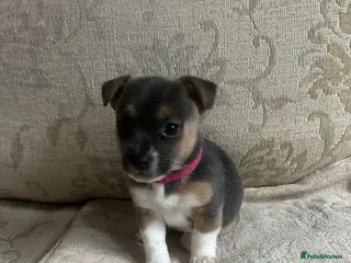 Jack Russell dogs Jack Russell - Advert 5