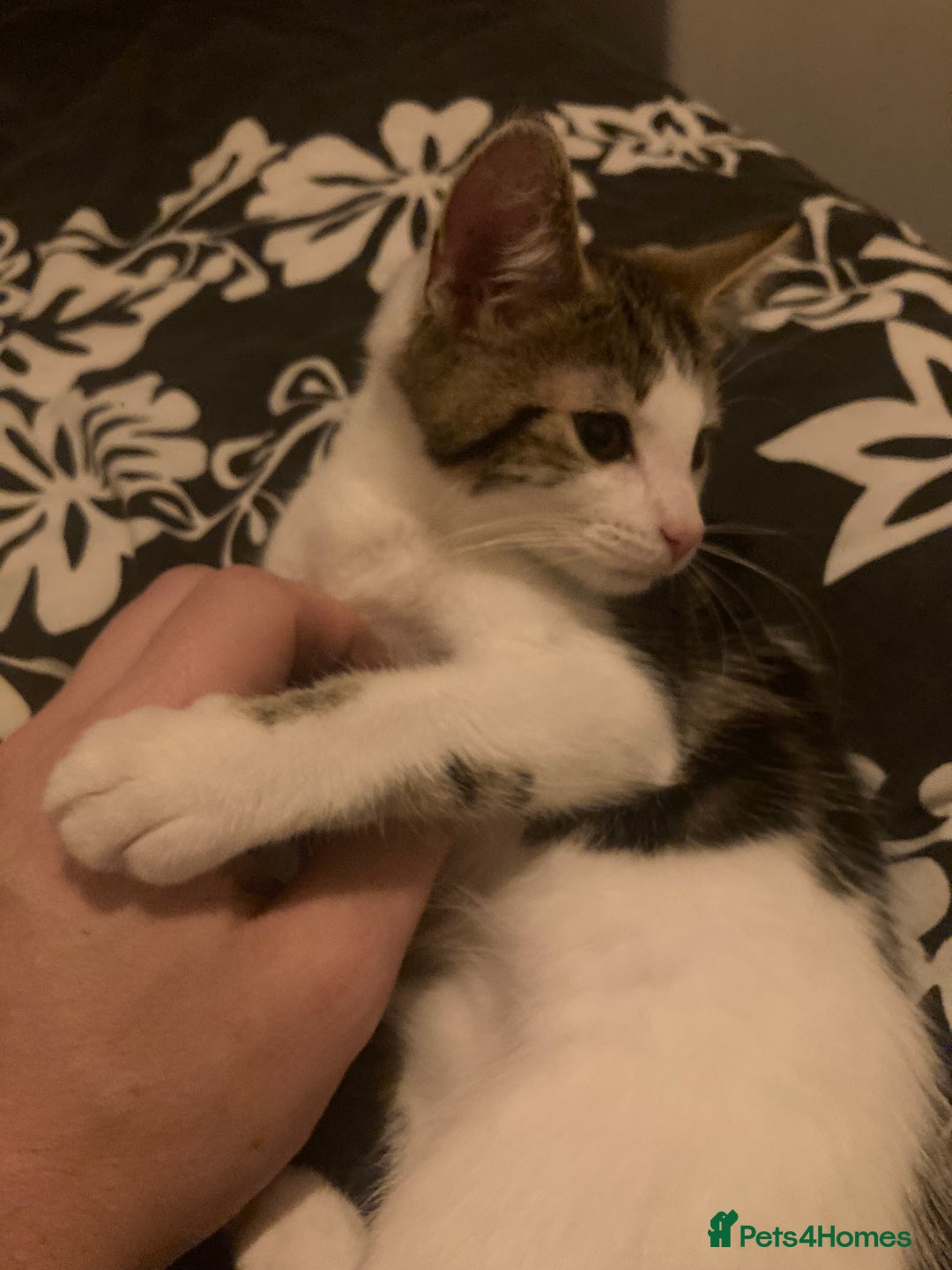 European cats for sale: 2 Adorable Kittens ready for their forever homes  - Advert 13