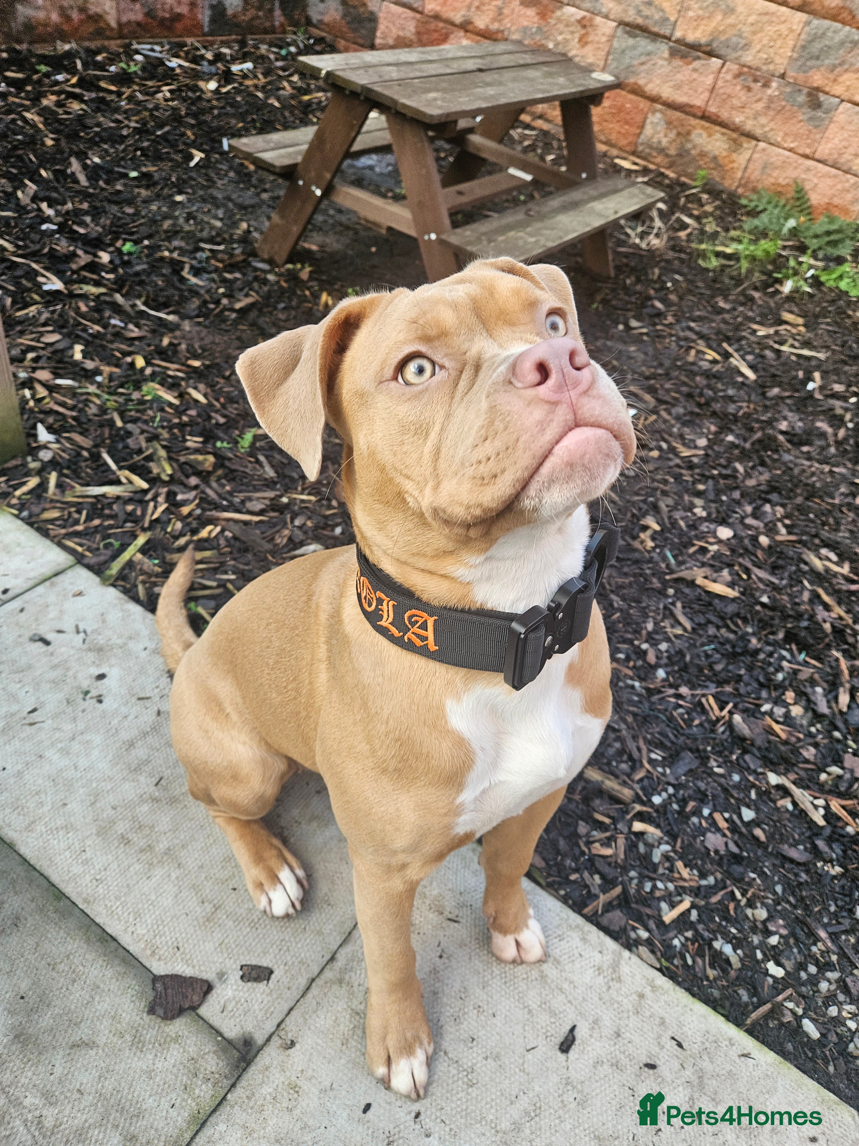Mixed Breed dogs Olde english x Pocket bully - Advert 2