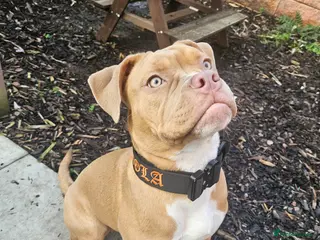 Mixed Breed dogs Olde english x Pocket bully - Advert 2