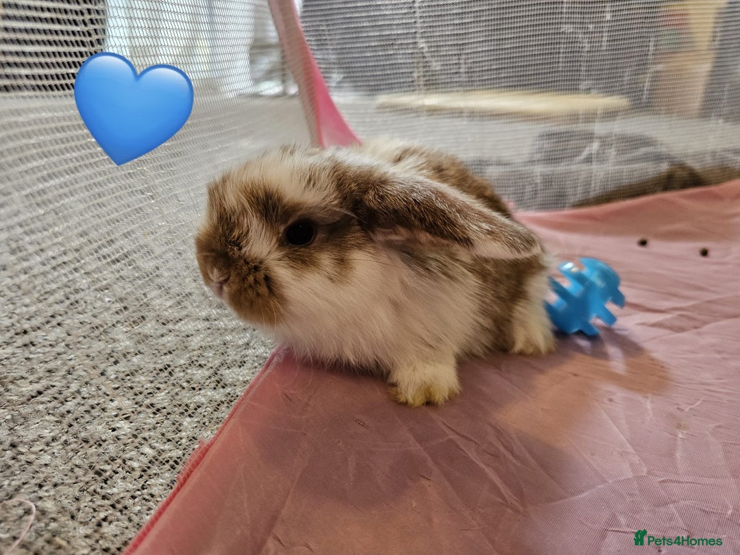 Mini Lop rabbits for sale: Stunning mini lop babies - Image 2