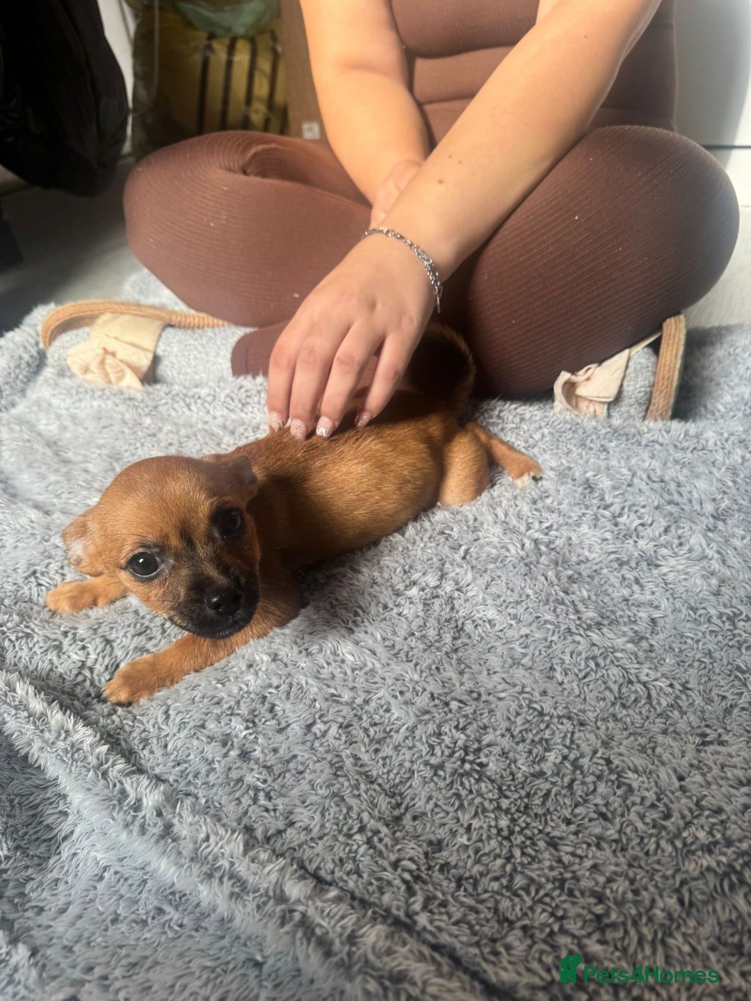 Mixed Breed dogs for sale: Chihuahua puppies £300 - Image 8
