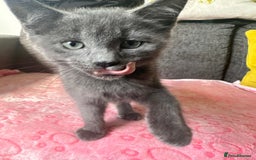 Russian Blue cats for sale: Gorgeous Silver Russian Blue Kittens URGENT🩷💙 - Image 2