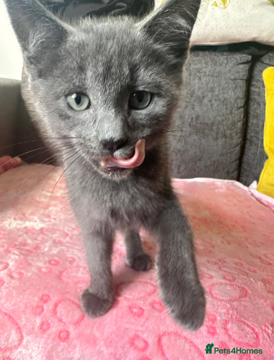 Russian Blue cats for sale: Gorgeous Silver Russian Blue Kittens URGENT🩷💙 - Image 2
