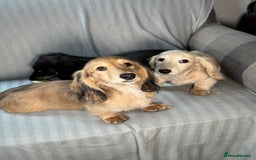 Miniature Dachshund dogs for sale: Beautiful Long-Haired Dachshund - Image 8