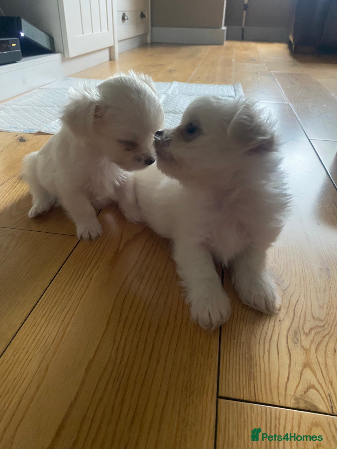 Chihuahua dogs for sale: Two white Chihuahua puppies  - Image 2