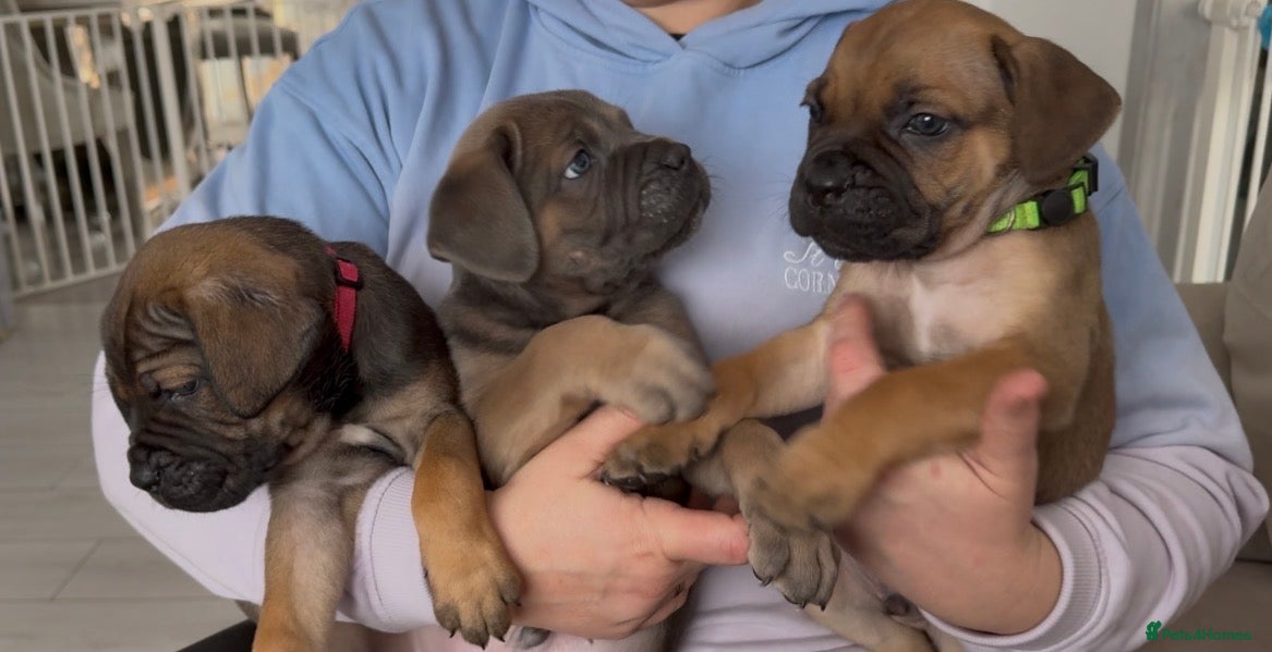 Cane Corso dogs ICF/ICCF Champion 6th GENERATION Cane Corso pups - Advert 11