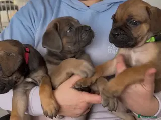 Cane Corso dogs ICF/ICCF Champion 6th GENERATION Cane Corso pups - Advert 6