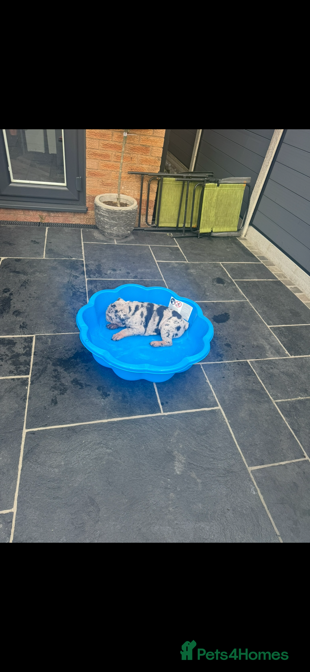 English Bulldog dogs for sale: Grey Merle male english bulldog puppy - Image 31