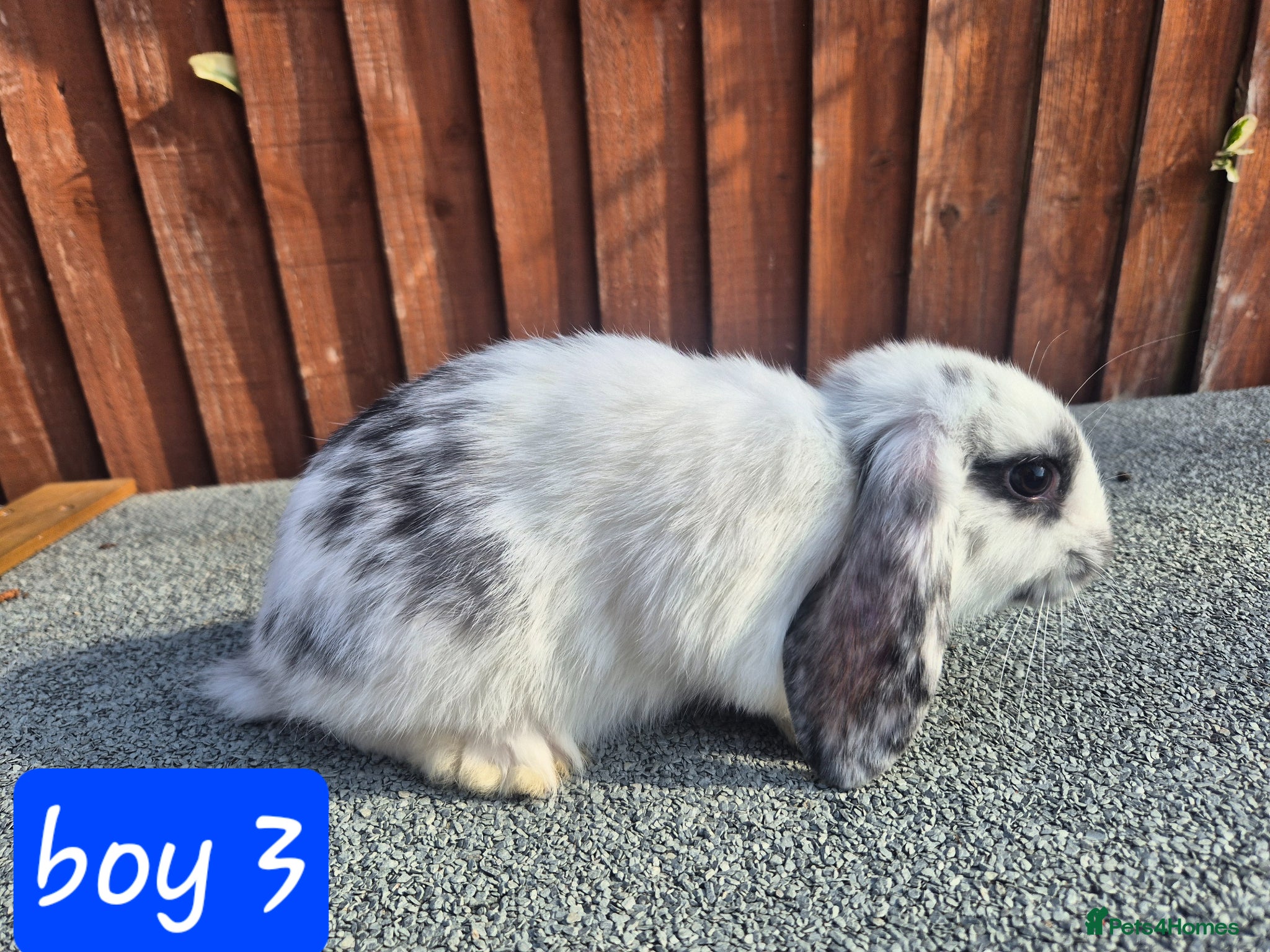 Mini Lop rabbits 💙 last 3 boys ❤️  - Advert 1