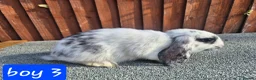 Mini Lop rabbits for sale: 💙 last 3 boys ❤️  - Advert 1