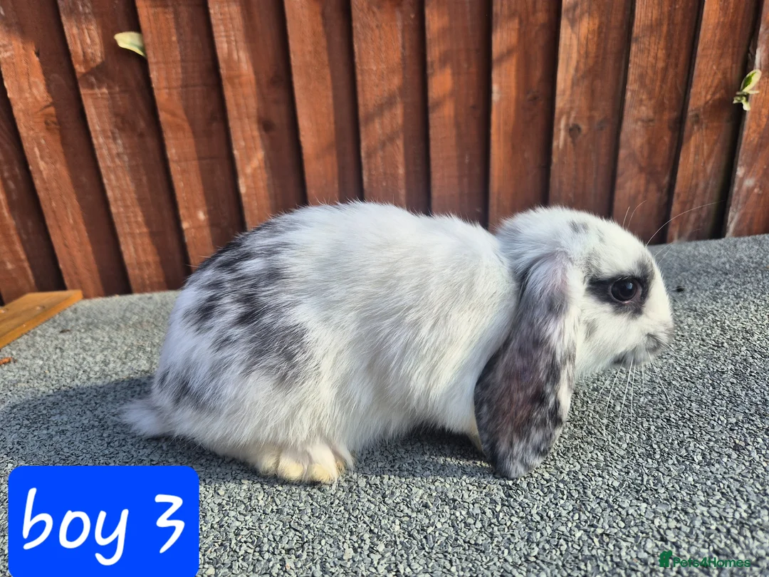 Mini Lop rabbits for sale: 💙 last 3 boys ❤️  - Advert 1
