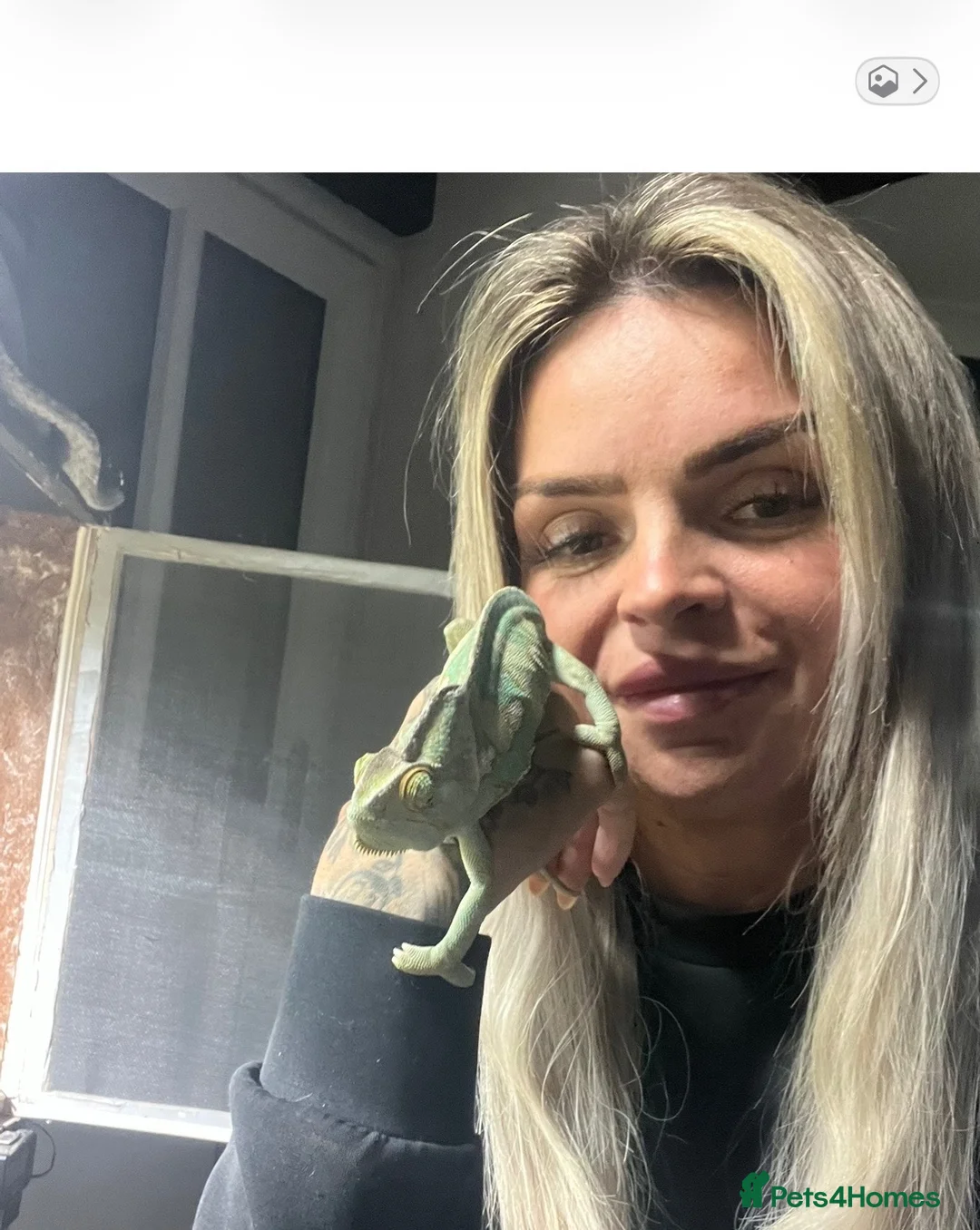 Chameleon reptiles for sale: Male chameleon friendly  - Advert 5
