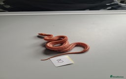 Corn Snake reptiles for sale: 6 week old baby corn snakes - Image 18