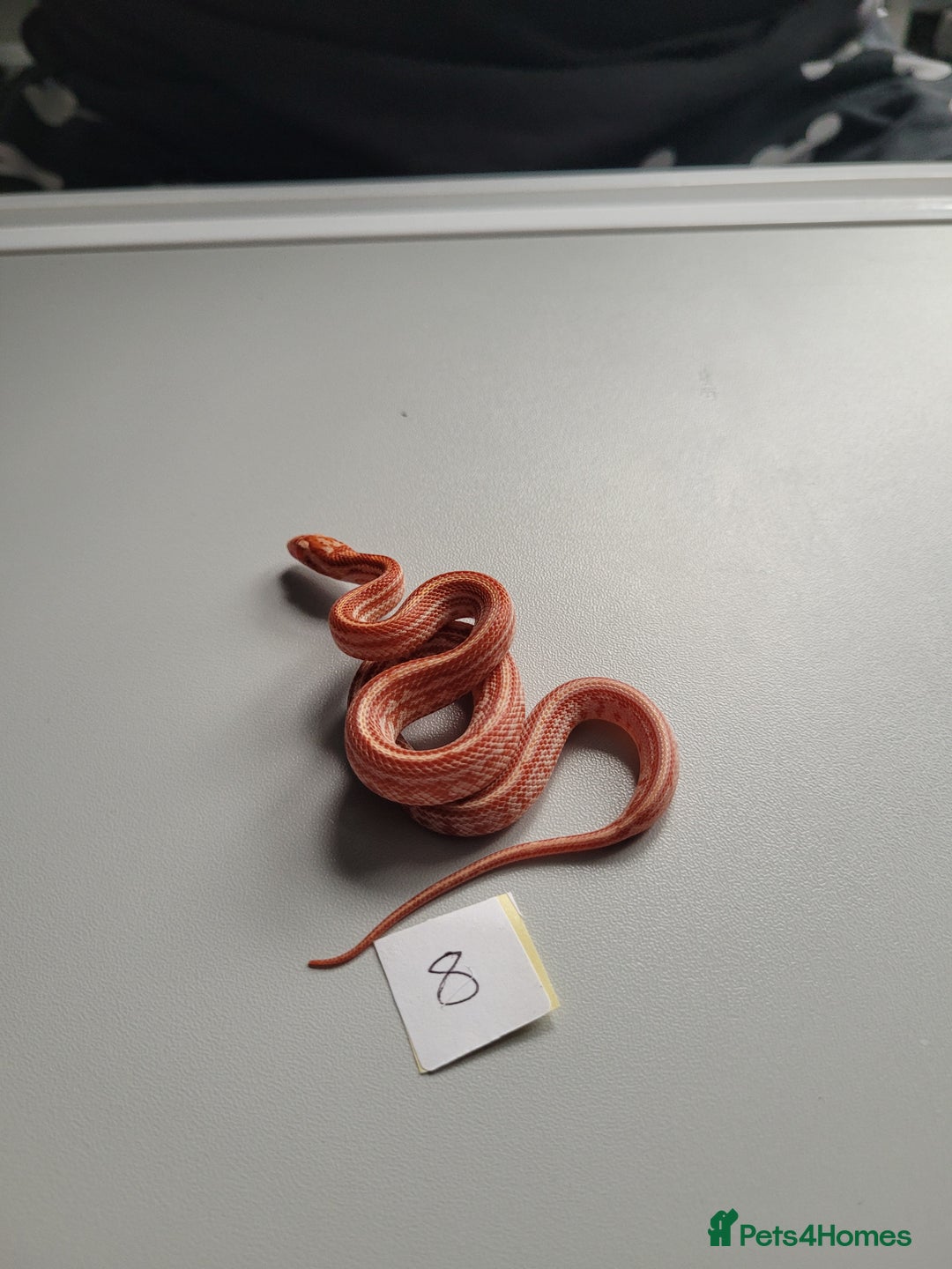 Corn Snake reptiles for sale: 6 week old baby corn snakes - Image 18