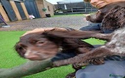 Cocker Spaniel dogs for sale: Working cocker spaniel  - Image 25