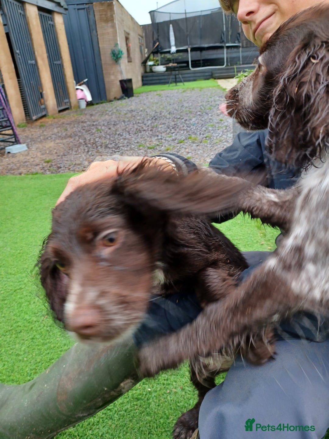 Cocker Spaniel dogs for sale: Working cocker spaniel  - Image 25