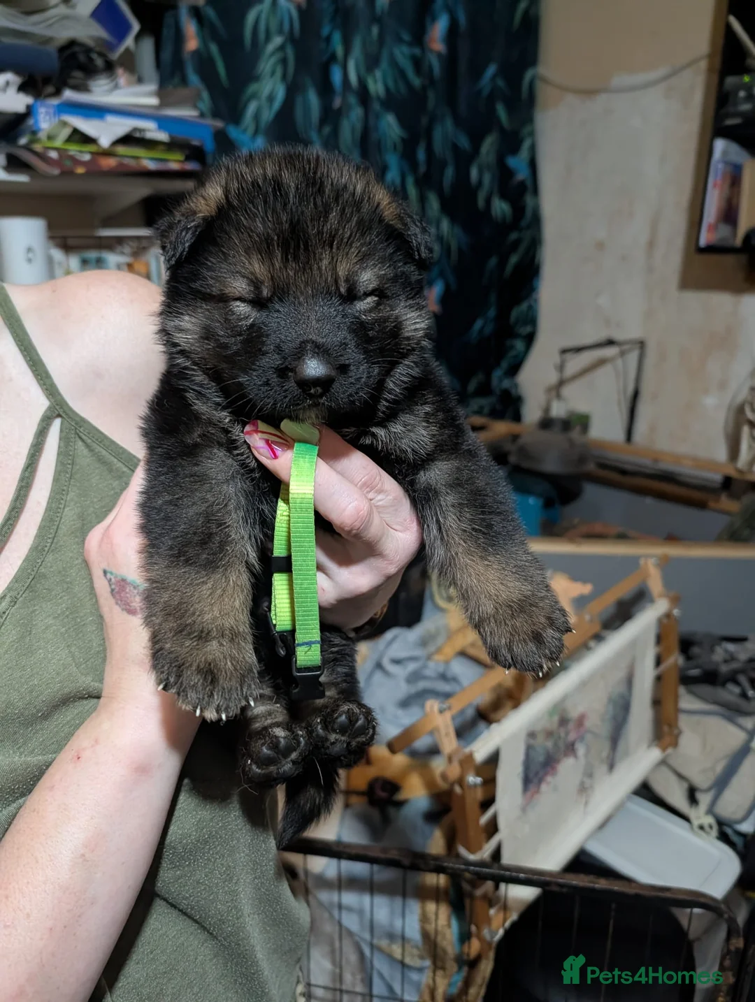 German Shepherd dogs for sale: German shepherd's  in Huddersfield - Advert 8