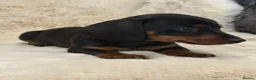 Miniature Dachshund dogs for sale: Mini smooth dachshund puppies  - Advert 5