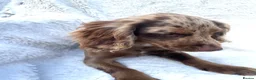 Cocker Spaniel dogs for sale: 6 Beautiful Cocker Spaniel puppies  - Advert 9