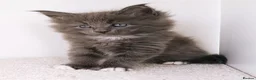 Maine Coon cats for sale: DNA health tested Maine coon kittens  - Advert 23