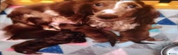 Miniature Dachshund dogs for sale: Miniature long haired daschunds  - Advert 19