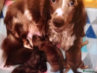 Miniature Dachshund dogs Miniature long haired daschunds - Advert 4