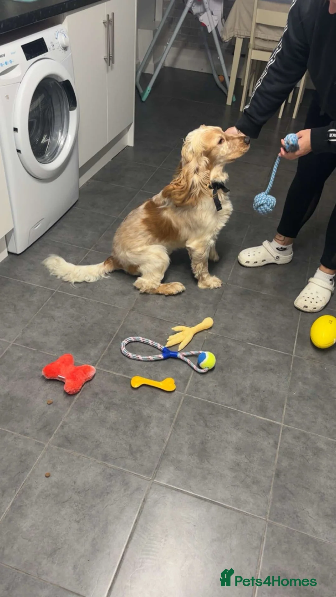 Cocker Spaniel dogs for sale: Oscar  - Advert 3