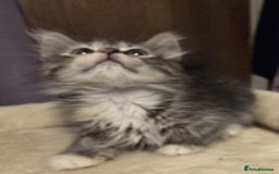 Siberian cats for sale: Tested purebreed hypoallergenic Siberian kittensns - Image 1
