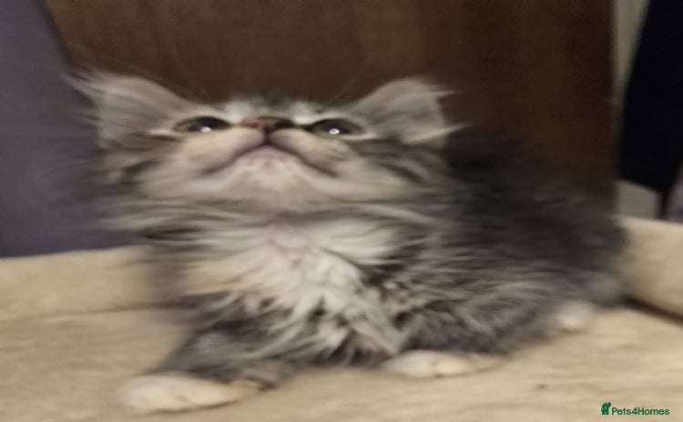 Siberian cats - Advert 10