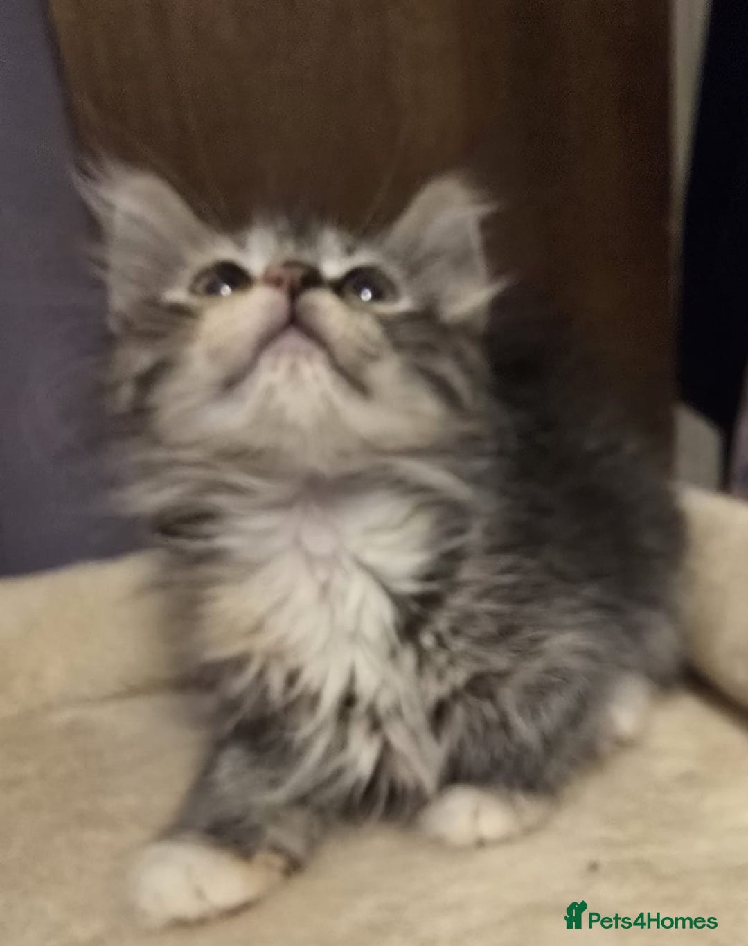 Siberian cats for sale: Tested purebreed hypoallergenic Siberian kittensns - Image 1