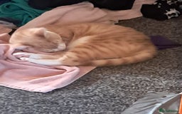 British Shorthair cats for sale: Two female cats - Image 9