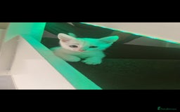 Domestic Shorthair cats for sale: 2 white kittens ready to move into their new homes - Image 11