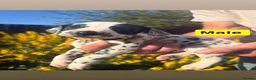 Dalmatian dogs for sale: Exceptional KC Dalmatian Puppies  - Advert 23